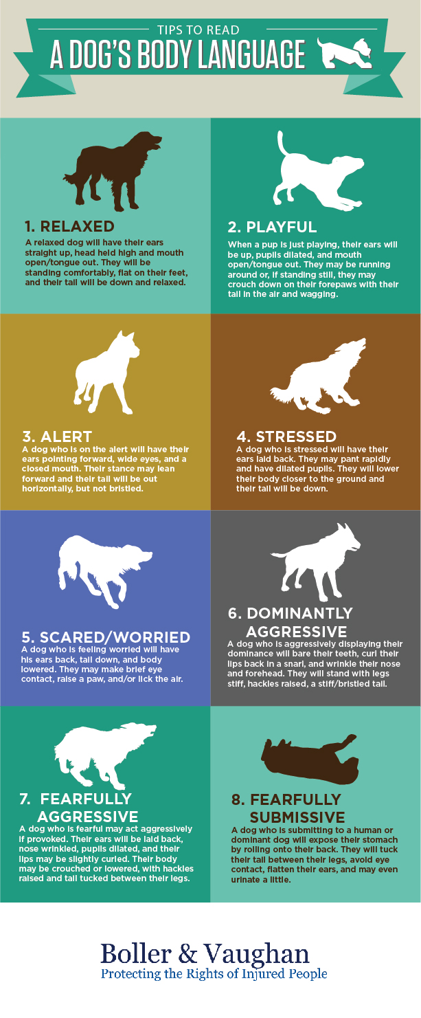Tips for Recognizing a Dog’s Body Language